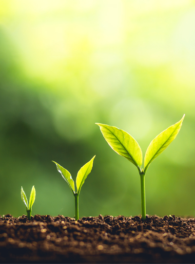 Three green shoots of plants